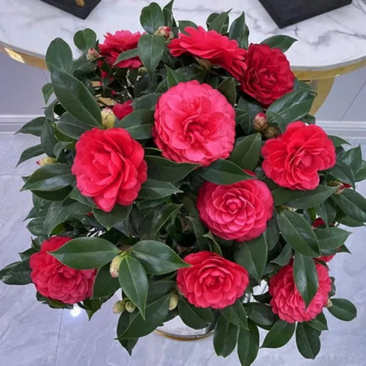 秋冬季节带花苞茶花克瑞墨香妃红赤丹花露珍绿可娜东方亮五色赤丹