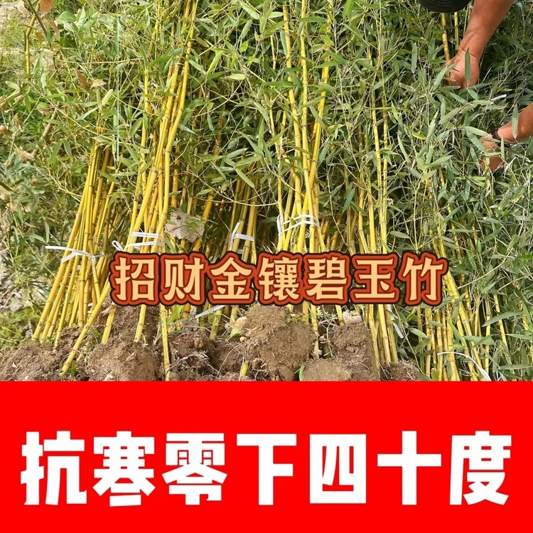 竹子苗庭院植物户外四季观赏竹子盆栽紫竹青竹金镶玉黄金竹罗汉竹