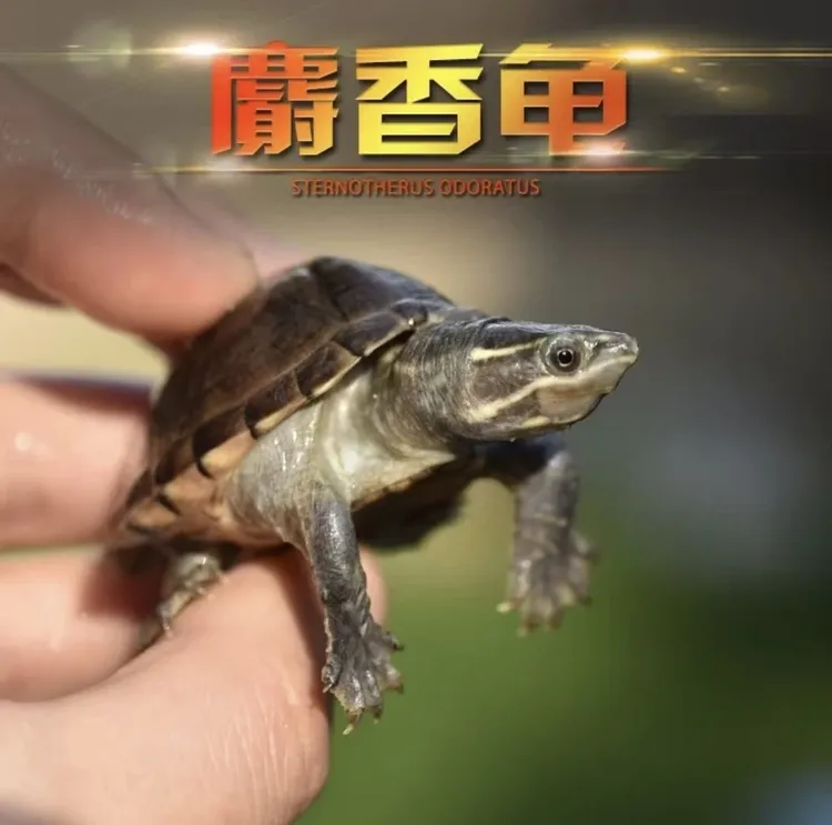 养殖场批发 麝香龟链接  直播间挑选好再拍  包邮包活到家