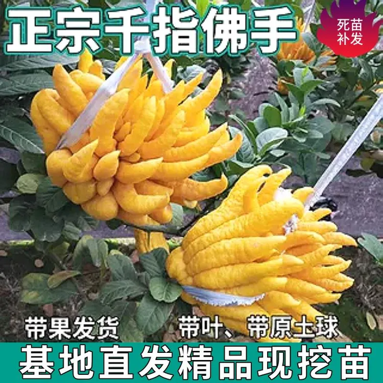 千指佛手树盆栽佛手柑带果庭院花卉金佛手树苗可食用植物观赏果树