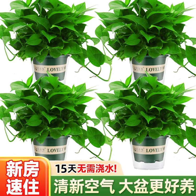 【亏本卖】绿萝水培植物盆栽室内好养吸甲醛绿植好养净化空气花卉