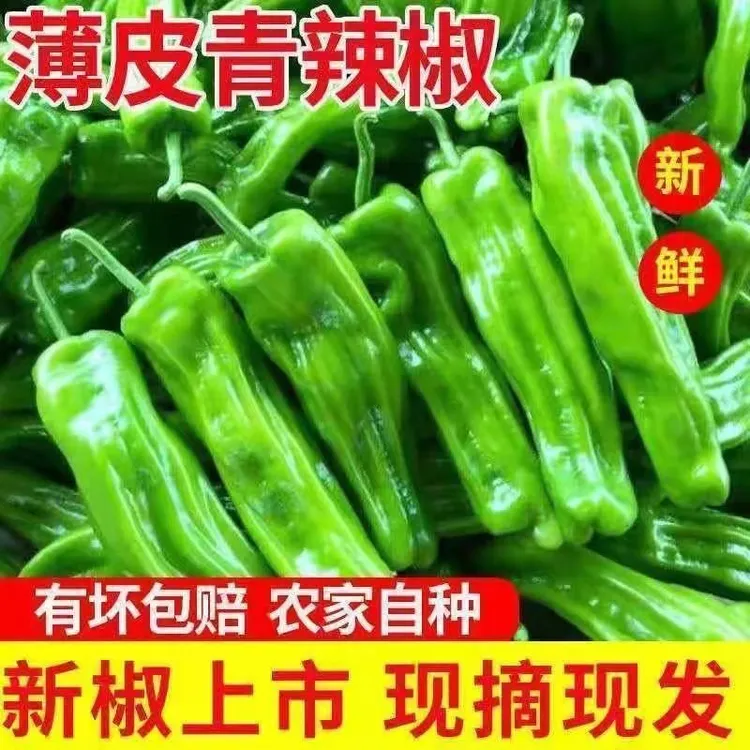 新鲜现摘薄皮微辣青椒山东特产农家自种当季蔬菜芜湖椒 微辣
