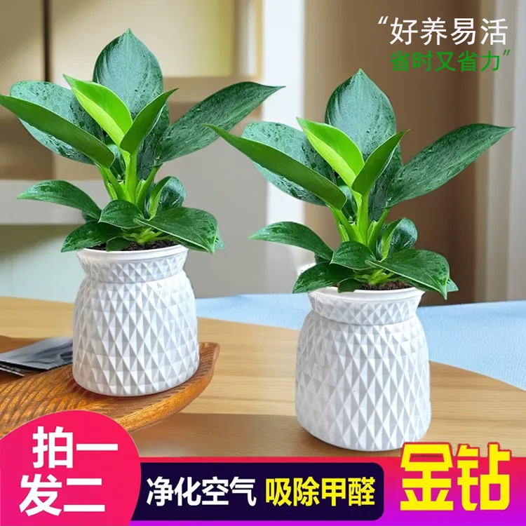【 买一送一】金钻客厅净化空气美观室内绿植盆栽四季常青