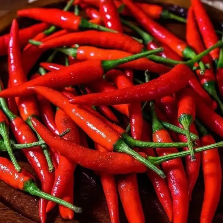 【美人椒种子】小红辣椒籽椒辣椒种子香辣美人椒红色