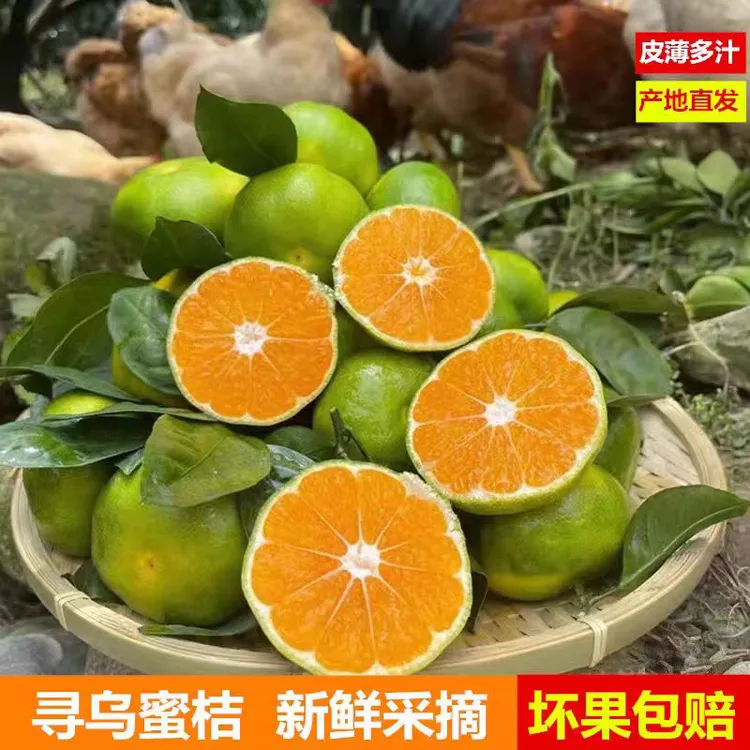 现摘江西青皮蜜橘新鲜薄皮酸甜无籽应季孕妇水果