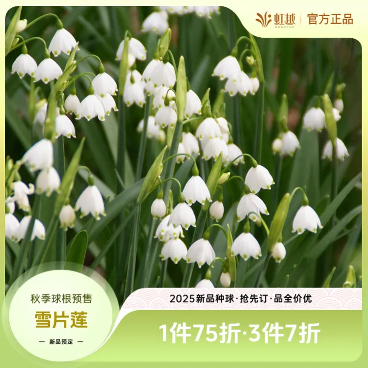 HONGYUE/虹越进口雪片莲种球耐寒多年生庭院阳台可盆栽地栽花预售