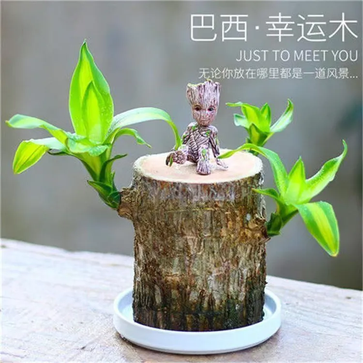 巴西幸运木格鲁特水养幸运木净化空气室内四季绿植盆栽