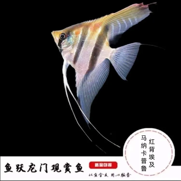 马纳卡普鲁红背埃及燕鱼七彩神仙鱼和中小型鱼混养