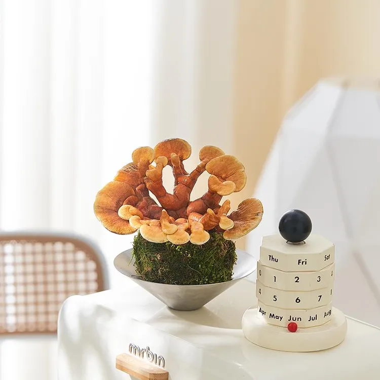 灵芝苔藓球盆栽水培植物室内桌面懒人绿植花卉办公室桌面耐阴好养