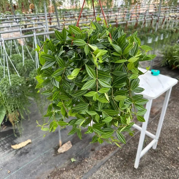 钻石翡翠盆栽吊兰多年生装修净化空气吸甲醛苯室内绿植卧室