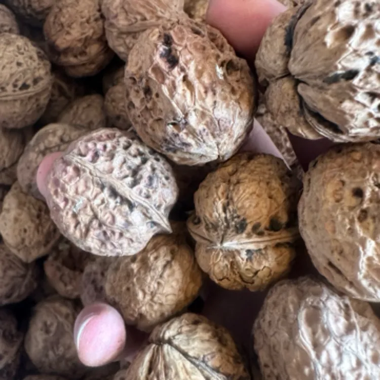 城口大巴山核桃