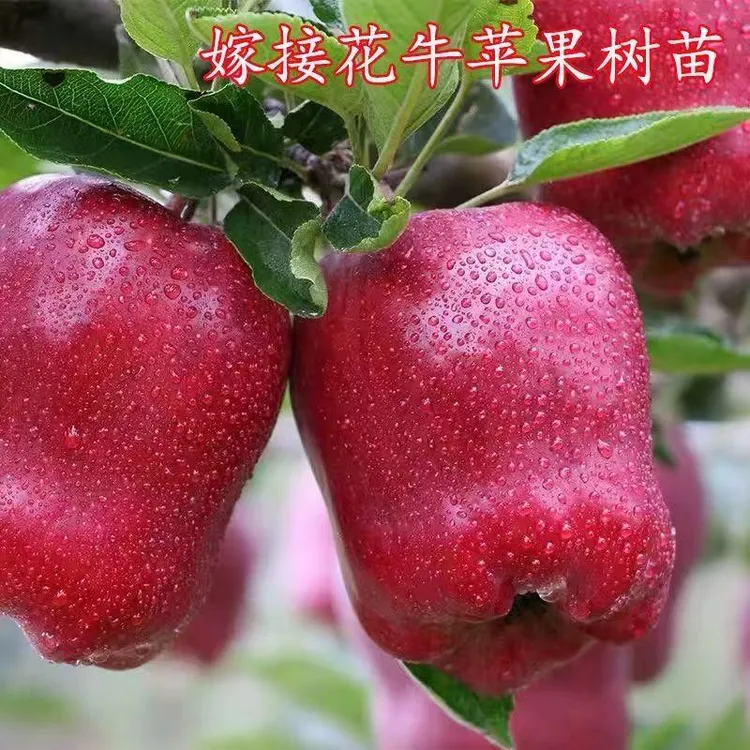 嫁接花牛苹果树苗南北方种植盆栽地栽阳台庭院特大苹果苗当年结果