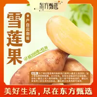 东方甄选自营雪莲果脆爽清甜水润多汁新鲜水果坏果包赔