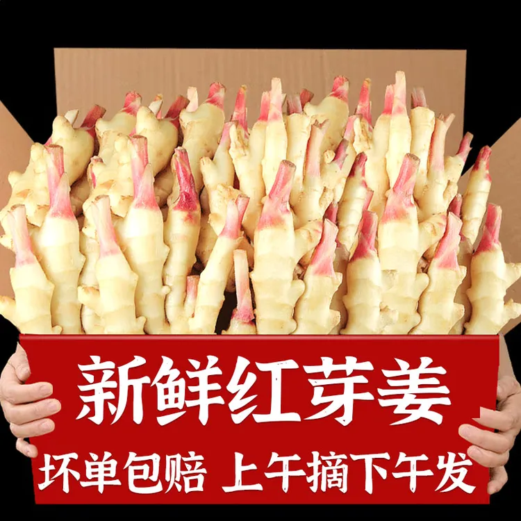 当季新生姜嫩姜新鲜特级嫩生姜当季子姜竹根仔姜新生红芽姜牙子