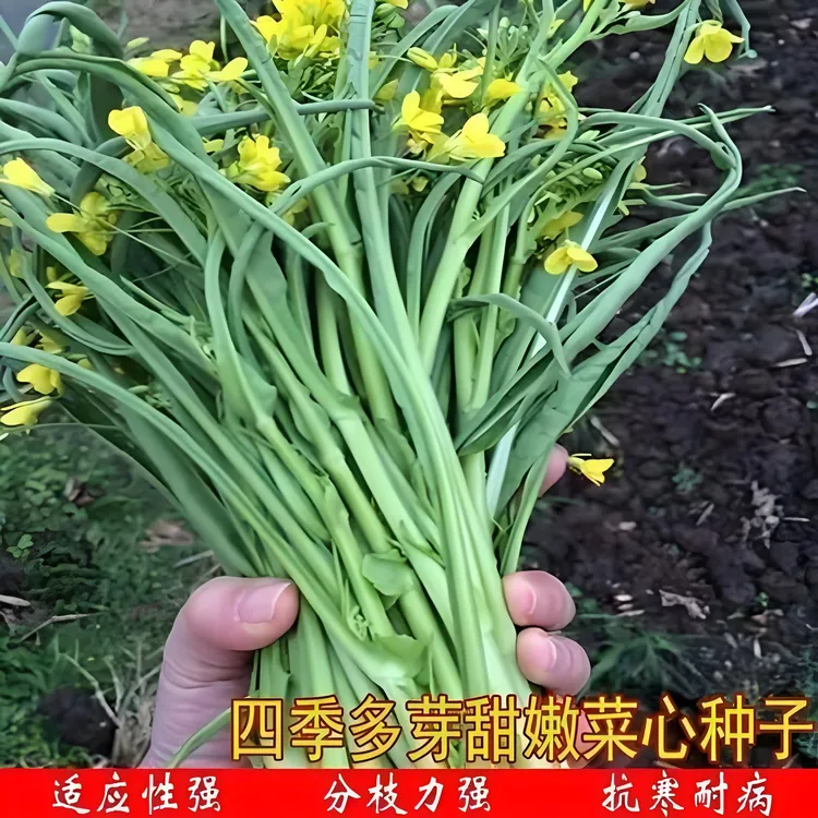 【柳叶菜心种子】家庭阳台小院四季种植盆栽地栽易种易活