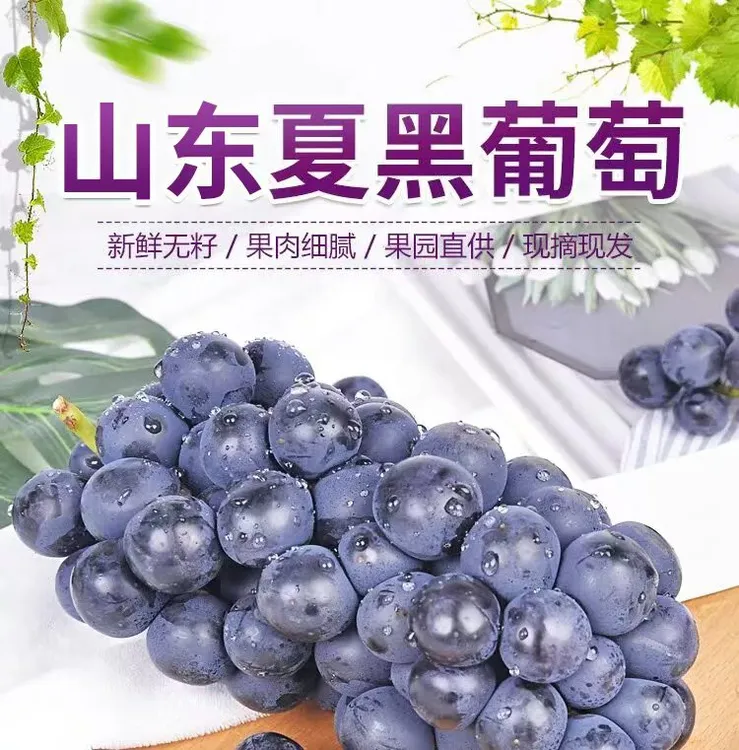 【京东生鲜专送】山东青岛特产夏黑葡萄新鲜采摘产地直发酸甜可口