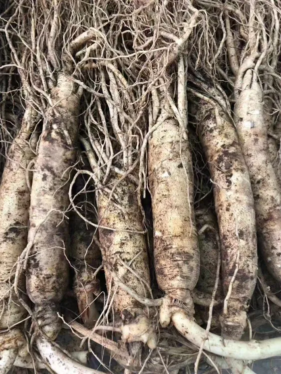 长白山新鲜人参足六年煲汤泡酒原产地