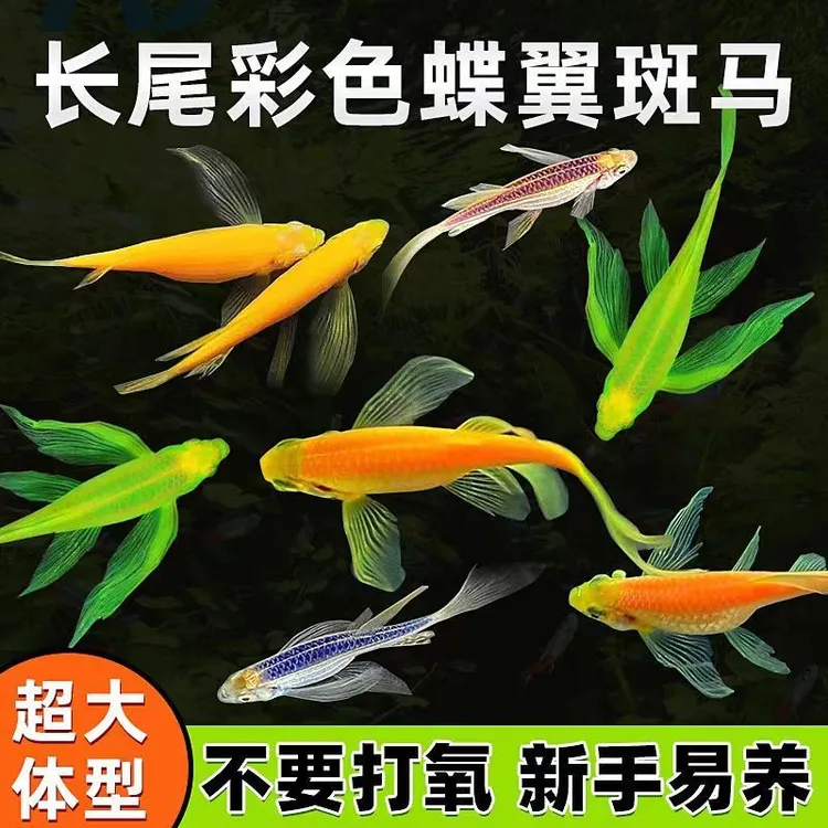 蝶翼斑马鱼粮五颜六色好看好养耐低温皮实小型热带鱼观赏鱼粮