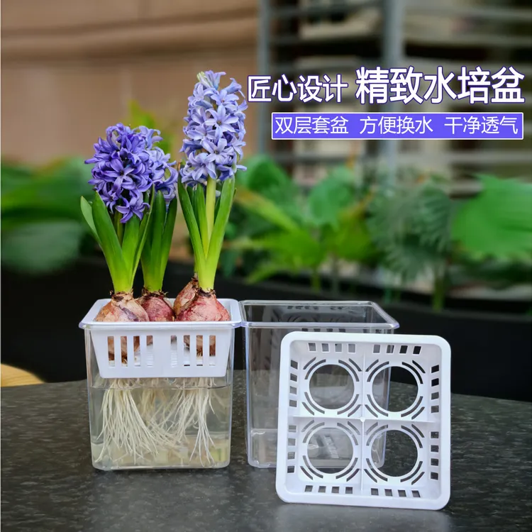 方形花盆风信子水仙郁金香专用水培盆四宫格种球培养器皿家用养花