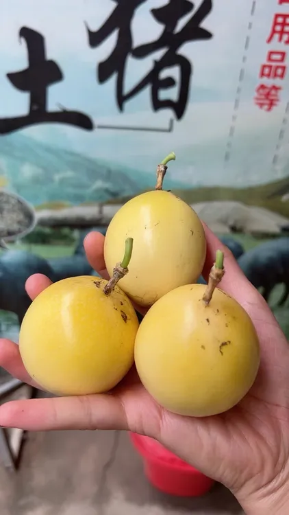 百香果10斤顺丰包邮