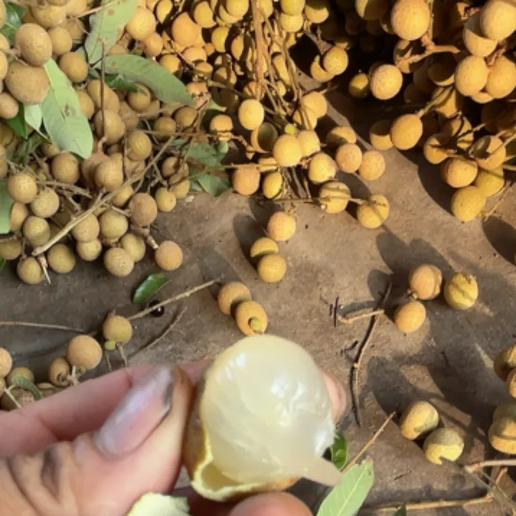 产地现摘新鲜石硖龙眼清甜多汁肉厚饱满当季水果