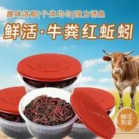 【包邮无套路】牛粪鲜活红蚯蚓鲫鱼野钓大号蚯蚓散装活饵鲜活饵钓鱼