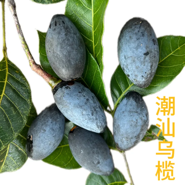 潮汕特产  老树乌油榄  净重一斤