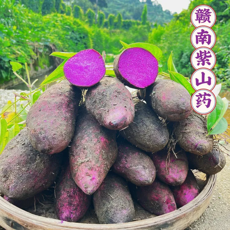 2025赣南紫山药农家现挖新鲜果蔬紫薯脚板薯毛大薯铁棍山药紫淮山
