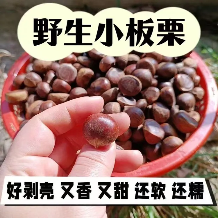 2025年正宗迁西野生小毛栗新鲜美味当季老树板栗小果生栗子小栗子