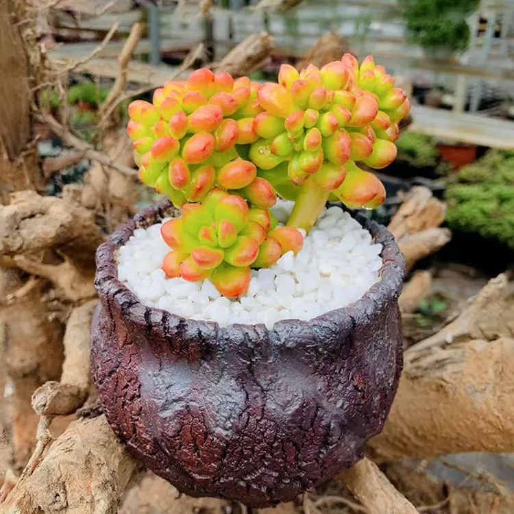 松之绿缀化多肉精品多肉植物组合盆栽室内外好养耐旱适合懒人养殖