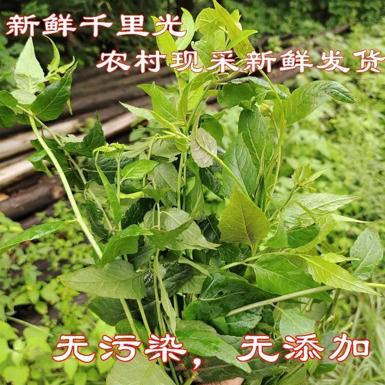 野生新鲜千里光中药材 九里明 九里光可以洗澡