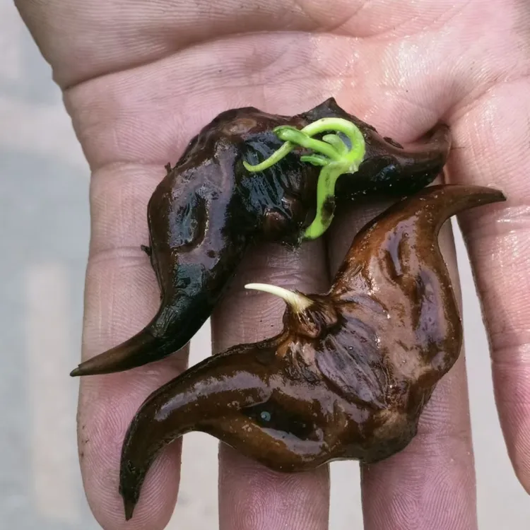 老菱角种子苗水生植物池塘四季种植青菱角种子红菱角种子苗样种植