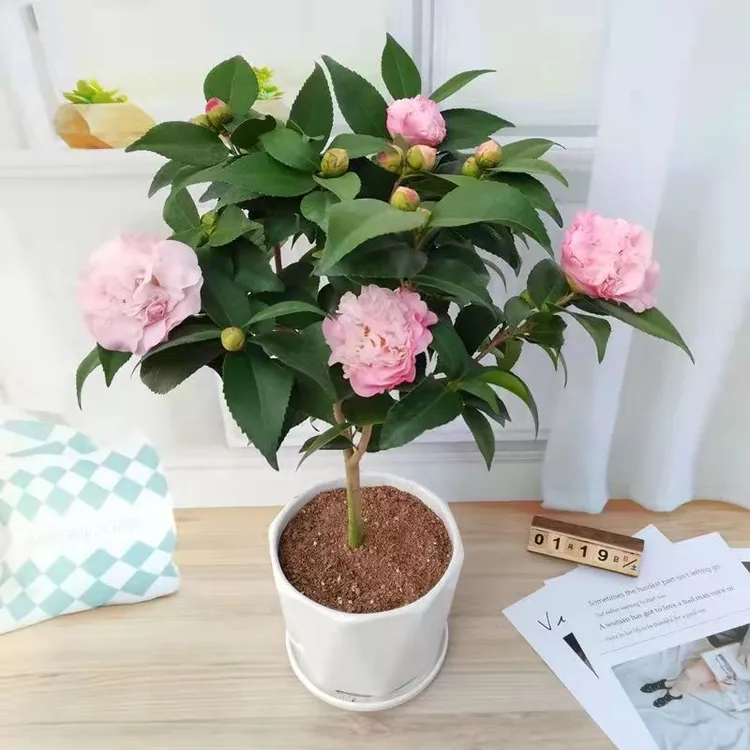 浓香型5年带花苞香妃山茶花盆栽室内外好养耐寒耐热四季可养