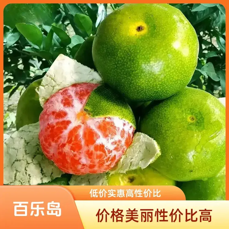 蜜桔种球盆栽纯甜多汁商品图