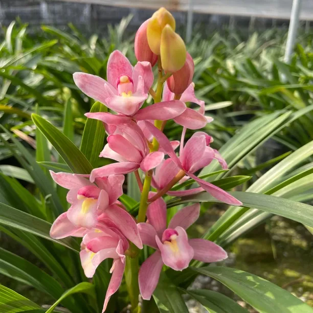 兰花苗蕙兰浪漫樱花粉年宵花带花苞带花剑清香型好养易活绿植盆栽
