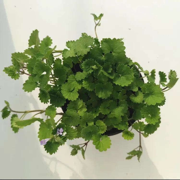 活血丹苗透骨消苗可入药可盆栽室内垂吊植物遍地香地钱儿