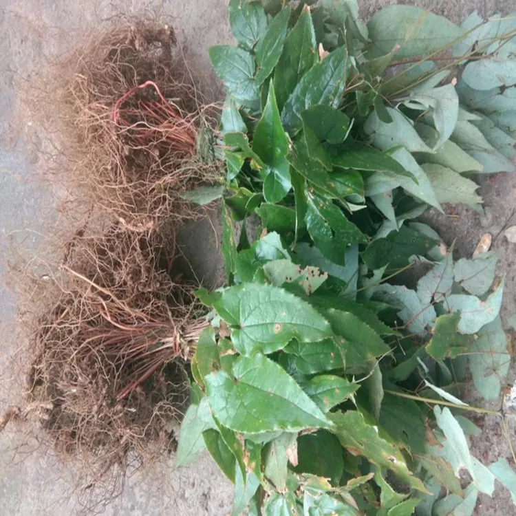 野生淫羊藿三支九叶草仙灵脾优质种苗