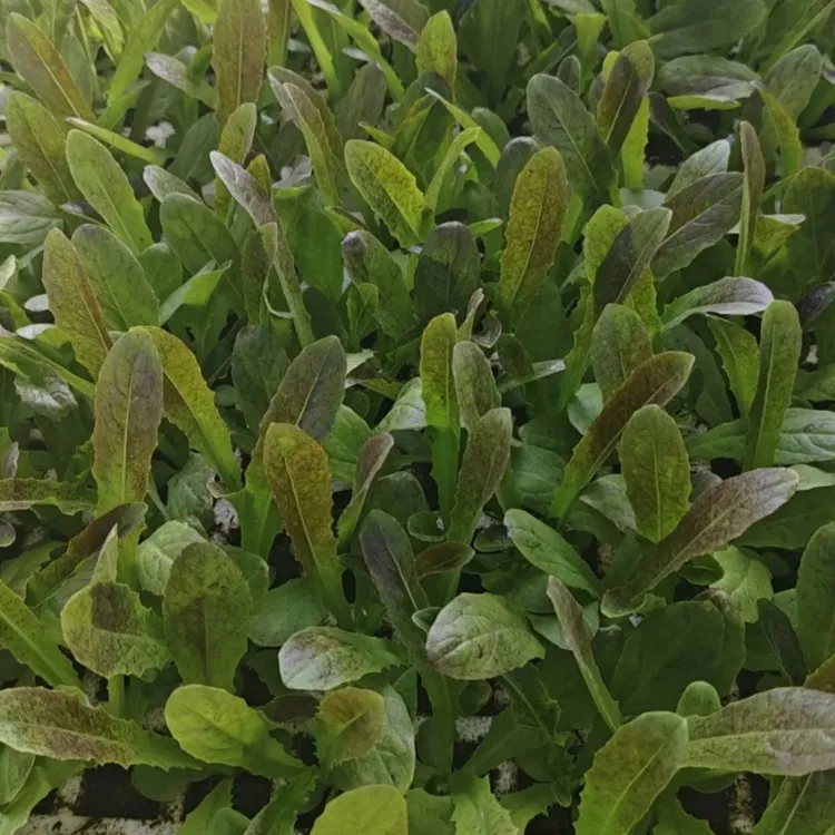 紫叶莴笋苗与紫油麦菜种籽四季可种适合阳台盆栽