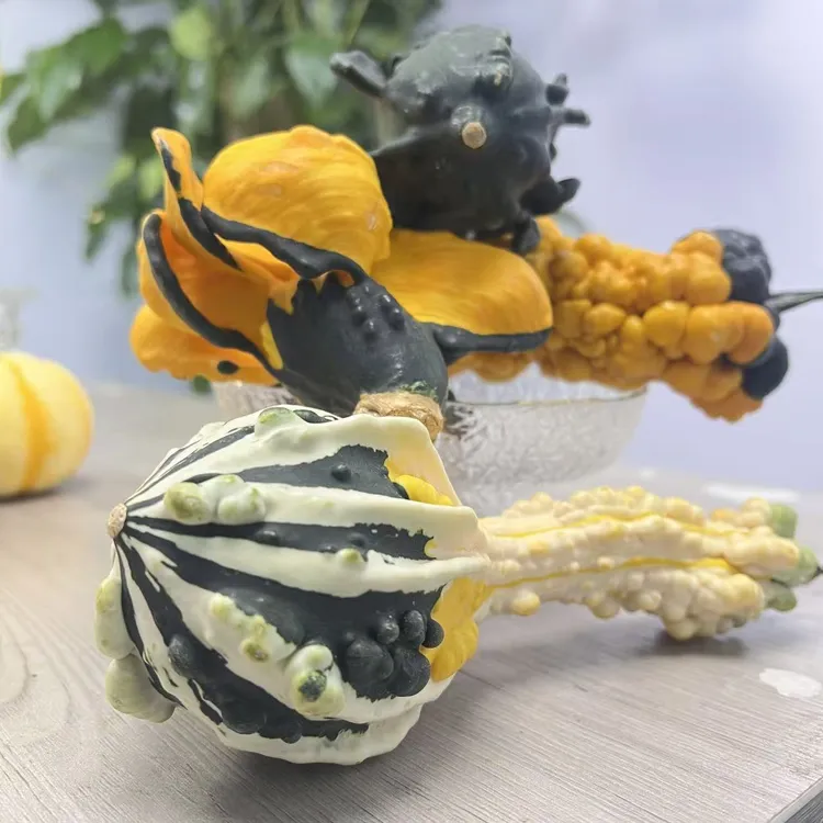 观赏用天使葫芦。墨西哥天鹅南瓜