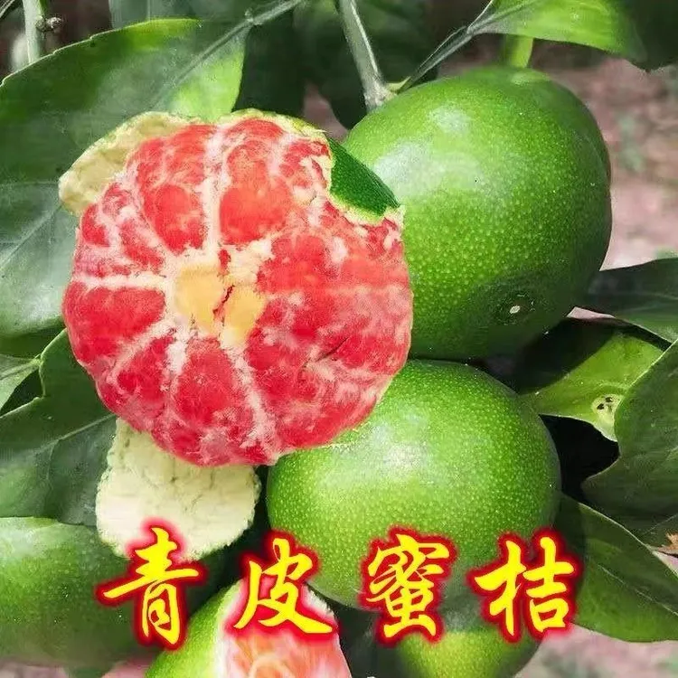 特早熟青皮蜜桔日南一号嫁接橘子树苗南方北方耐寒果树苗盆栽桔子