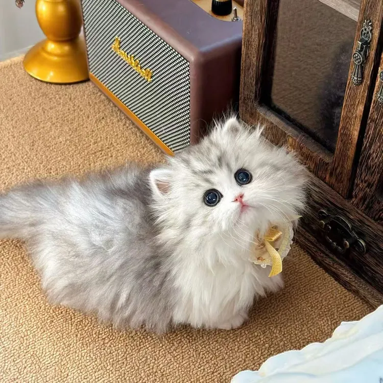 【米奇喵喵屋】英国短毛猫银渐层金渐层矮脚长毛拿破仑宠物猫活体
