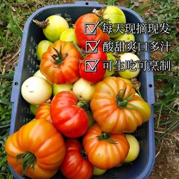 【现摘现发】牛排番茄老品种马蹄西红柿生态露天种植健康营养食品