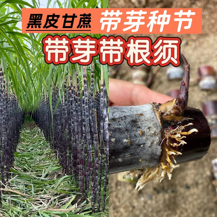 广西黑皮黄皮甘蔗种节带芽带根须带土发货盆栽地栽