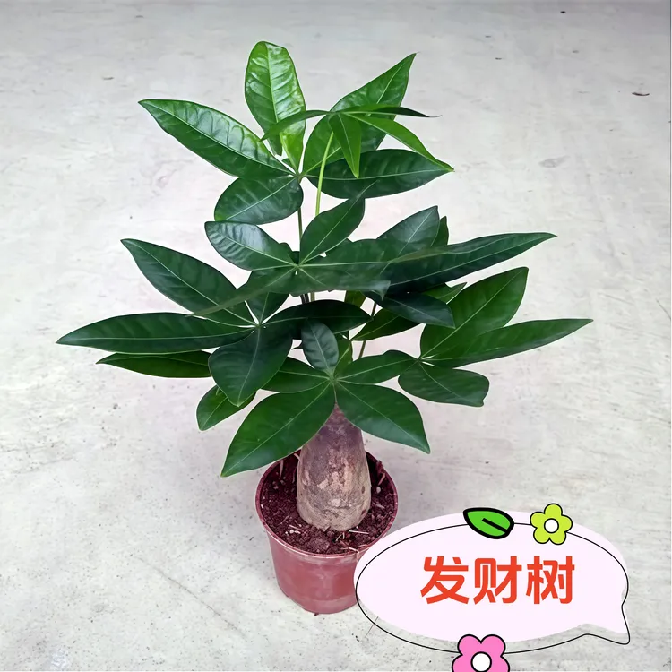 【福利款】高30-40CM独杆发财树盆栽耐旱绿植室内观叶不喜水植物