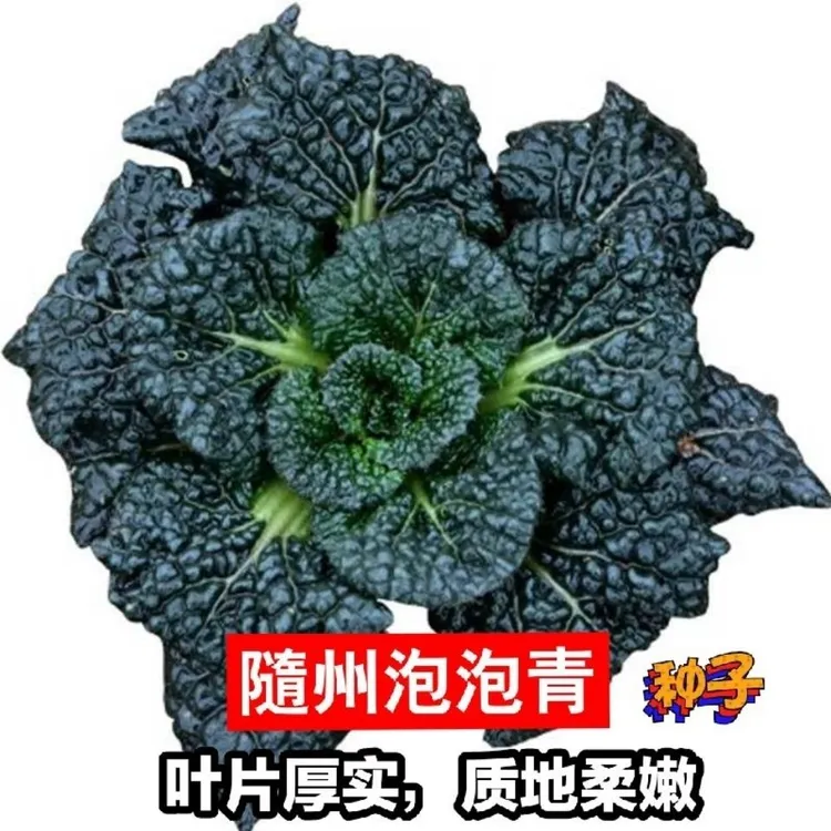 新上超（今年新种）本店推荐随州泡泡青菜种子泡泡青黑油白菜种子耐