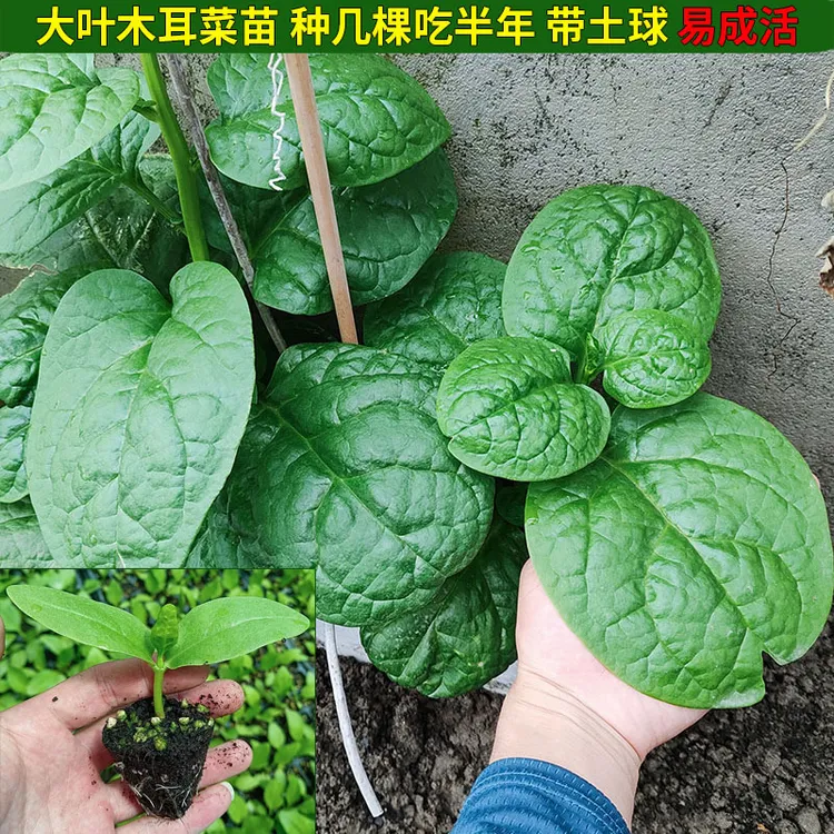 春夏四季大叶木耳菜幼苗蔬菜苗落葵豆腐菜蓠芭菜阳台庭院盆栽四川