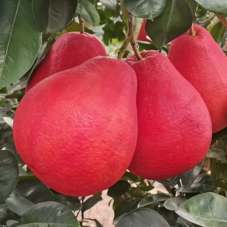 新品种红柚树苗南北方盆栽地栽庭院暹罗红柚树苗商品图