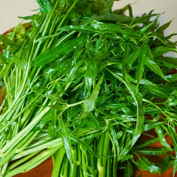 云南新鲜野菜应季时令蔬菜刷竹菜火灵菜新鲜采摘保鲜发货焯水凉拌