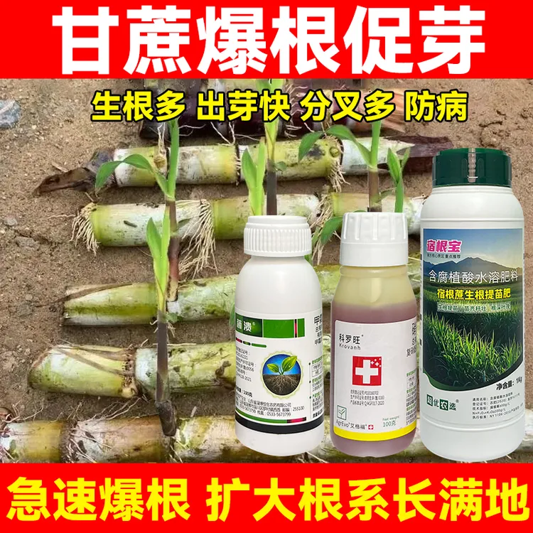 肥甘蔗爆根爆芽水溶肥提苗壮苗新植蔗宿根蔗膨大拉长提高抗逆性