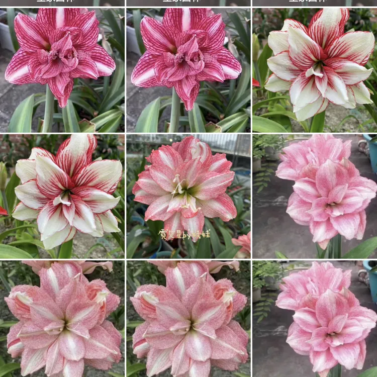 朱顶红优惠链接，链接品种发货为裸球 朱顶红球根